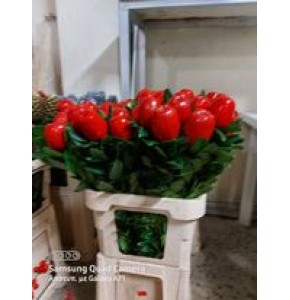 ΜΗΛΑ ΒΑΜΜΕΝΑ ΚΟΚΚΙΝΑ ΣΕ ΚΛΑΔΙ MALUS RED CHRISTMAS
